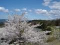 桜と御岳
