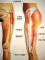 大腿筋膜張筋と腸脛靭帯