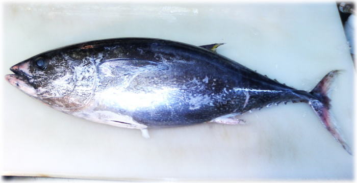 ヨコワ メジマグロ の刺身１ ヨコワのさばき方 魚料理と簡単レシピ