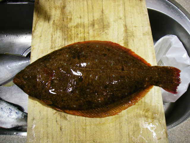 ヒラメ うろこの取り方 魚料理と簡単レシピ