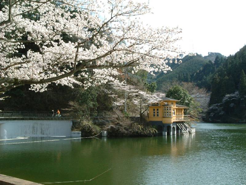 鎌北湖　桜１