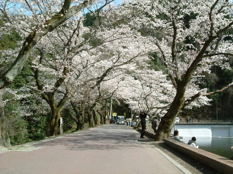 鎌北湖　桜３