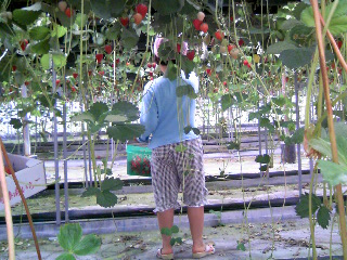 イチゴ収穫中