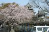 中津城の桜