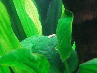 葉の上のシルバーモーリー稚魚
