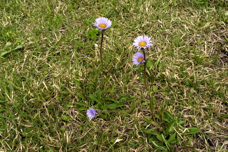 #003　高原の花たち
