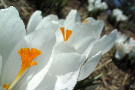 #004　白い花