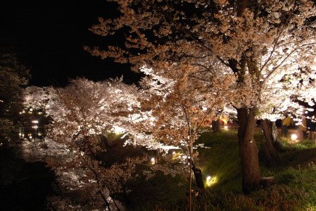 #004　夜桜