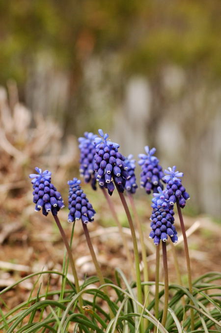 #003　青い花