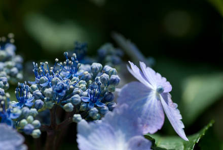#001　紫陽花
