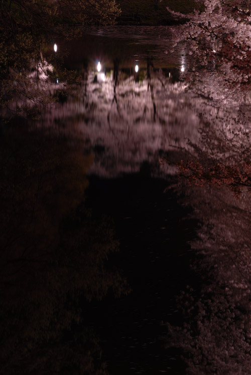 #006　夜桜