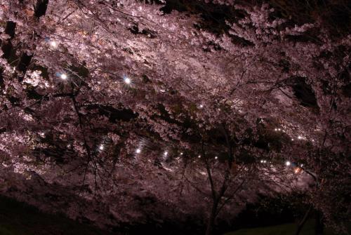 #005　夜桜