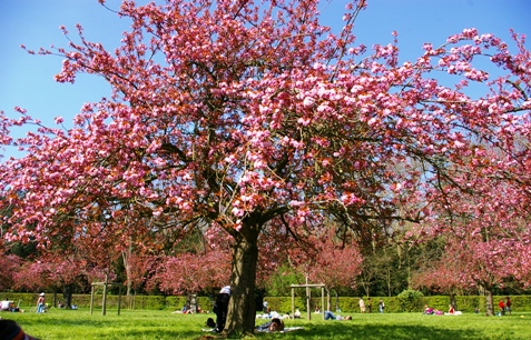 ソー公園の桜