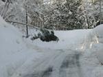 雪で倒れた杉の木