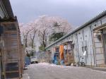 仮設住宅の桜