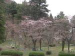 船岡公園の桜