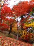 船岡公園の紅葉