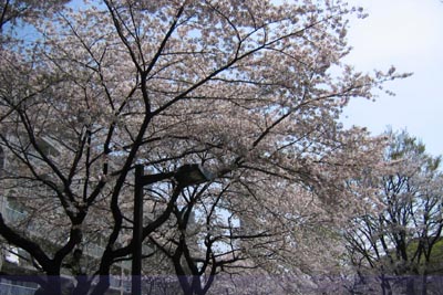 山下公園の桜