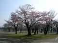 公園内桜