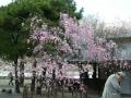 松風閣前の桜①