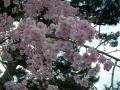 松風閣前の桜④