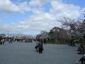 中ノ島公園の枝垂桜①
