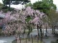 松風閣前の枝垂桜①