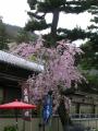松風閣前の枝垂桜②