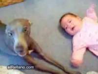 赤ちゃんをどうにかして泣かすまいとする犬