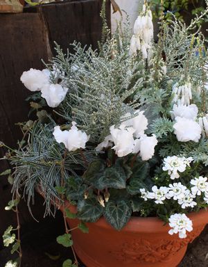 T’s Garden Healing Flowers‐白いシクラメンの寄せ植え