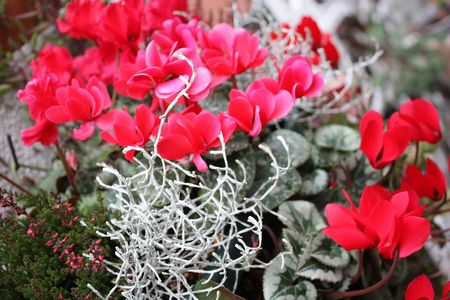 T’s Garden Healing Flowers‐ガーデンシクラメンの赤いハンギング