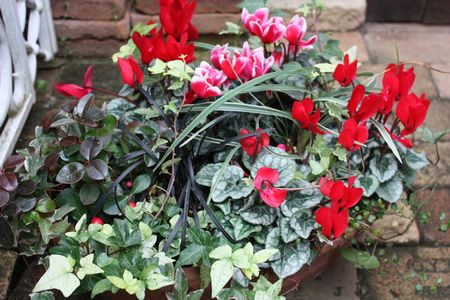 T’s Garden Healing Flowers‐ガーデンシクラメンの赤い寄せ植え