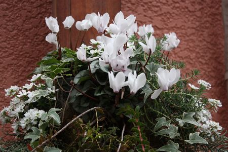 T’s Garden Healing Flowers‐Gシクラメンとイベリスの白いハンギング
