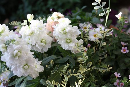 T’s Garden Healing Flowers‐銀葉ストックの寄せ植え
