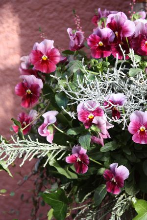 T’s Garden Healing Flowers‐P.ナチュレ・フロスティローズのハンギング