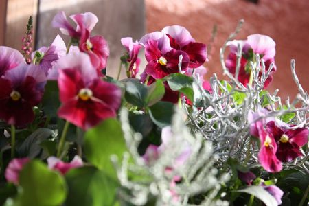 T’s Garden Healing Flowers‐P.ナチュレ・フロスティローズのハンギング