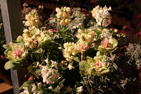 T’s Garden Healing Flowers‐葉ボタンとストック(夜景)