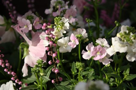 T’s Garden Healing Flowers‐ピンクチックな冬の大鉢