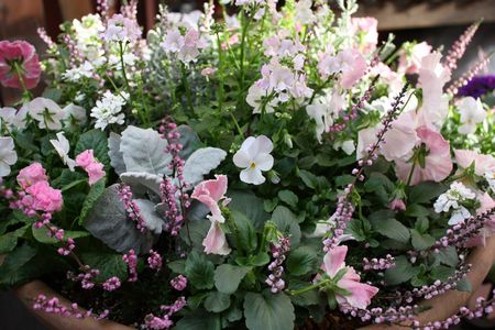 T’s Garden Healing Flowers‐ピンクチックな冬の大鉢