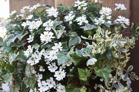 T’s Garden Healing Flowers‐イベリスの白いハンギング