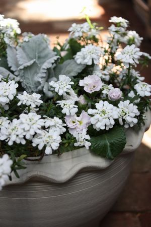T’s Garden Healing Flowers‐イベリスとジュリアンの寄せ植え