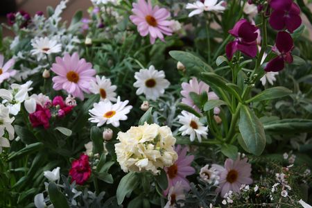 T’s Garden Healing Flowers‐マーガレット＆ストック