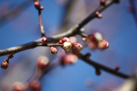 T’s Garden Healing Flowers‐白梅のつぼみ