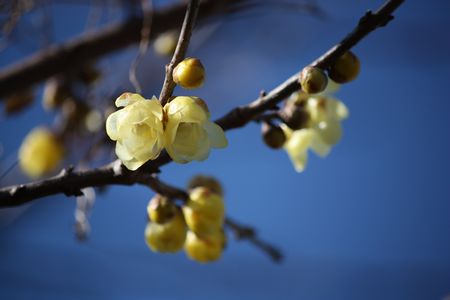 T’s Garden Healing Flowers‐ロウバイの花